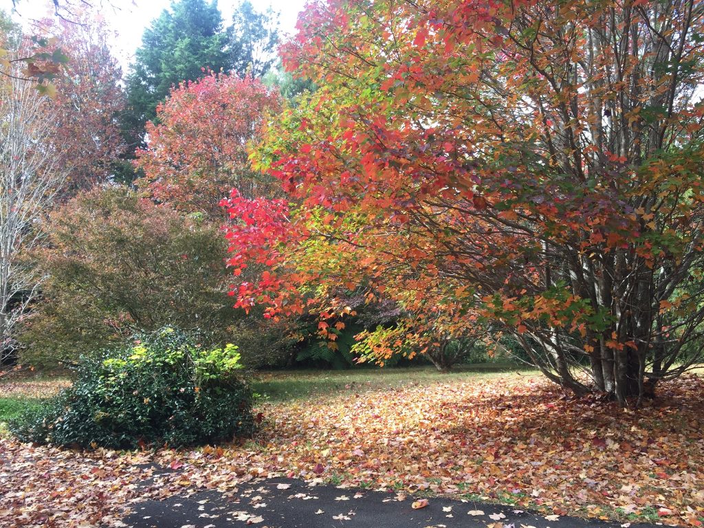 Autumn Colour (Maples)